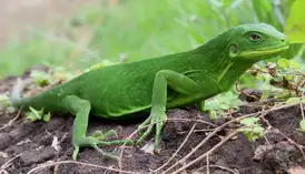 WERC Female Gau Iguana, Fiji